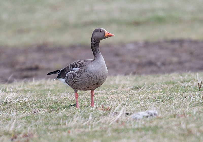 Grågås - Greylag Goose (Anser anser).jpg